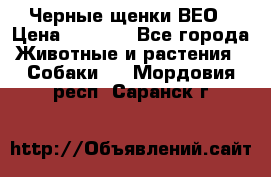 Черные щенки ВЕО › Цена ­ 5 000 - Все города Животные и растения » Собаки   . Мордовия респ.,Саранск г.